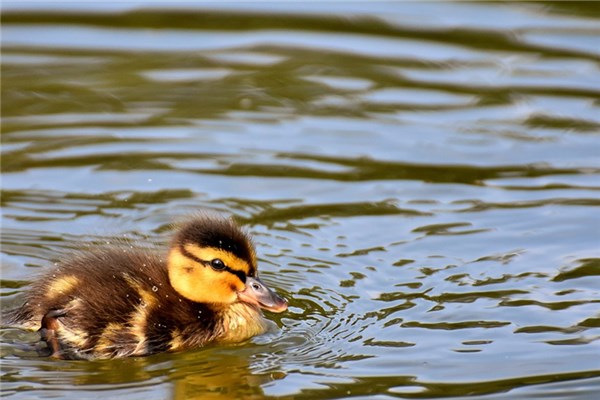 解梦小鸭子 鸭子的寓意和象征