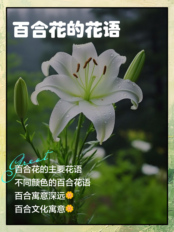 解梦百合花的简单介绍