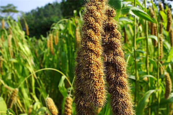 周公解梦捡板栗 周公解梦梦见捡板栗