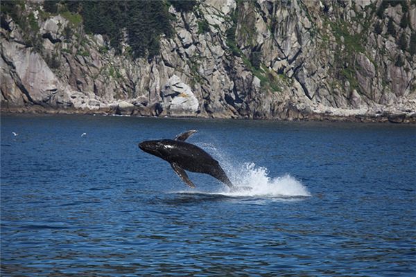 周公大鱼解梦 大鱼周公解梦1234免费查询
