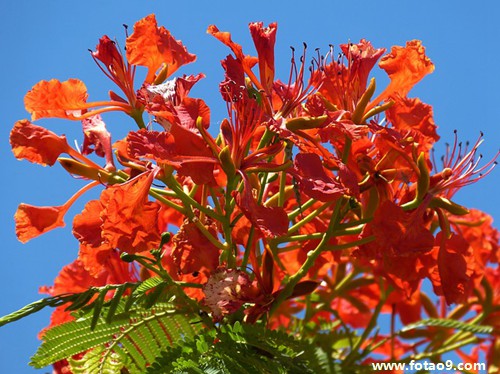 周公解梦开花 周公解梦开会和会议桌上有糖果 周公解梦开花 周公解梦开会和会议桌上有糖果