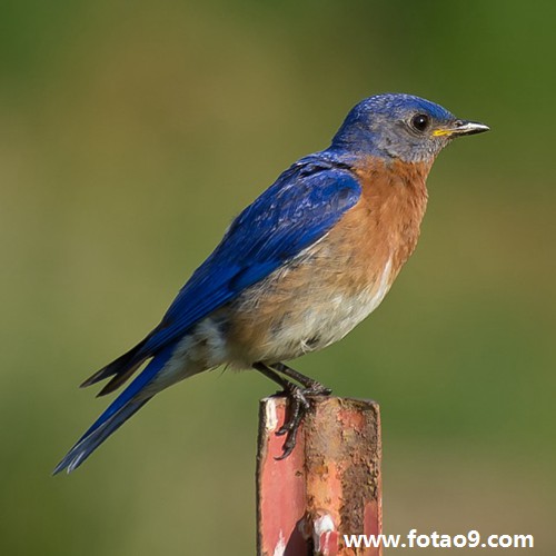 周公解梦捕鱼 周公解梦不想梦到过世的人怎么办