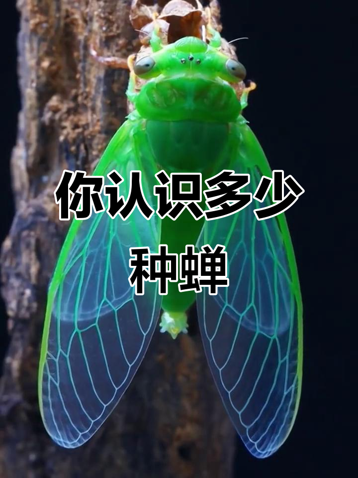 周公解梦蝉 梦见蝉是仙家在暗示什么