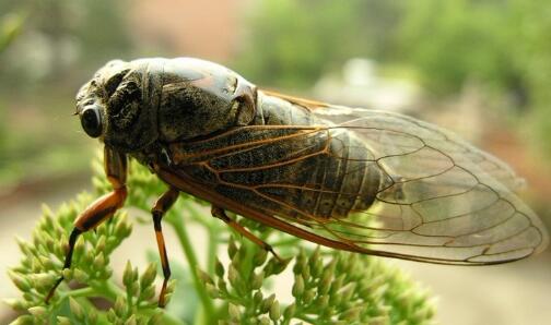 周公解梦蝉 梦见蝉是仙家在暗示什么 周公解梦蝉 梦见蝉是仙家在暗示什么