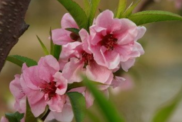 周公解梦刮风 梦见刮风什么预兆周公解梦