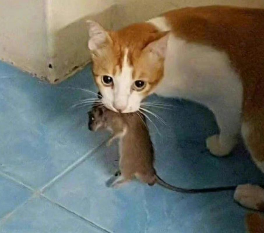 周公解梦猫 周公解梦猫托举 周公解梦猫 周公解梦猫托举