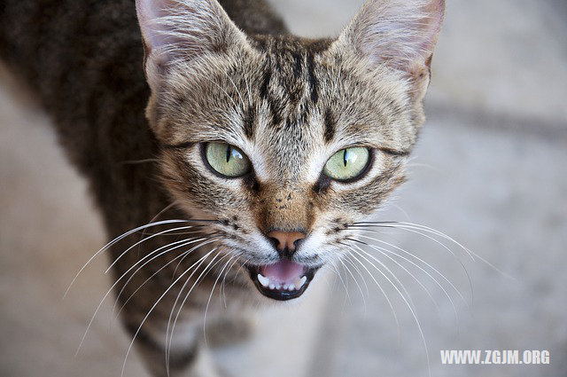 周公解梦猫 周公解梦猫托举 周公解梦猫 周公解梦猫托举