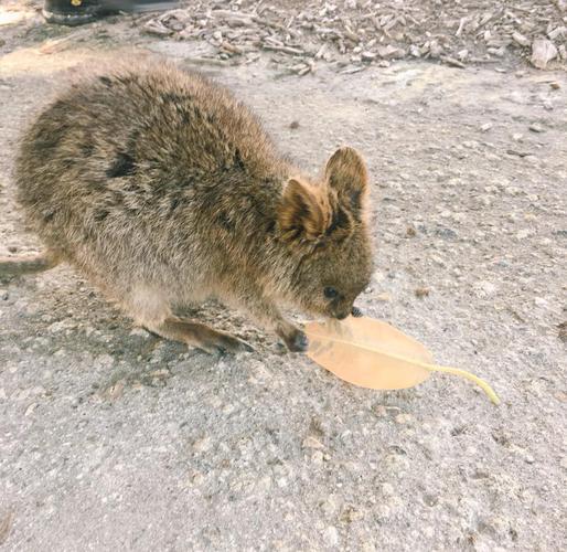 周公解梦白老鼠 女人梦见老鼠会飞还攻击自己 周公解梦白老鼠 女人梦见老鼠会飞还攻击自己