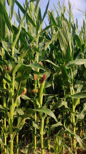 周公解梦玉米地偷玉米 梦见猪圈是仙家在暗示什么