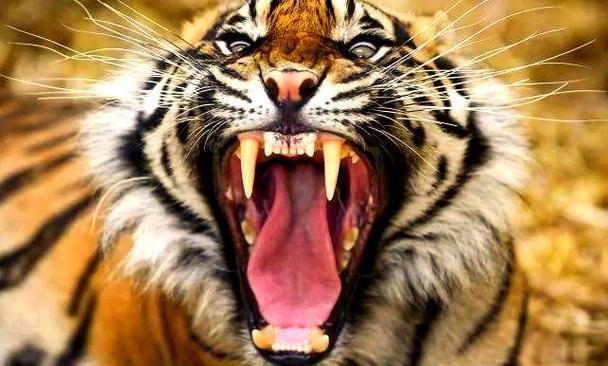 解梦打老虎 男人梦见自己打老虎 解梦打老虎 男人梦见自己打老虎