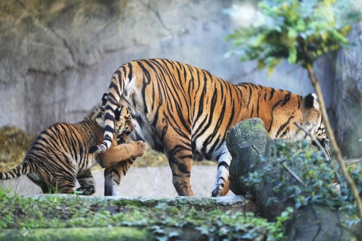 解梦打老虎 男人梦见自己打老虎 解梦打老虎 男人梦见自己打老虎