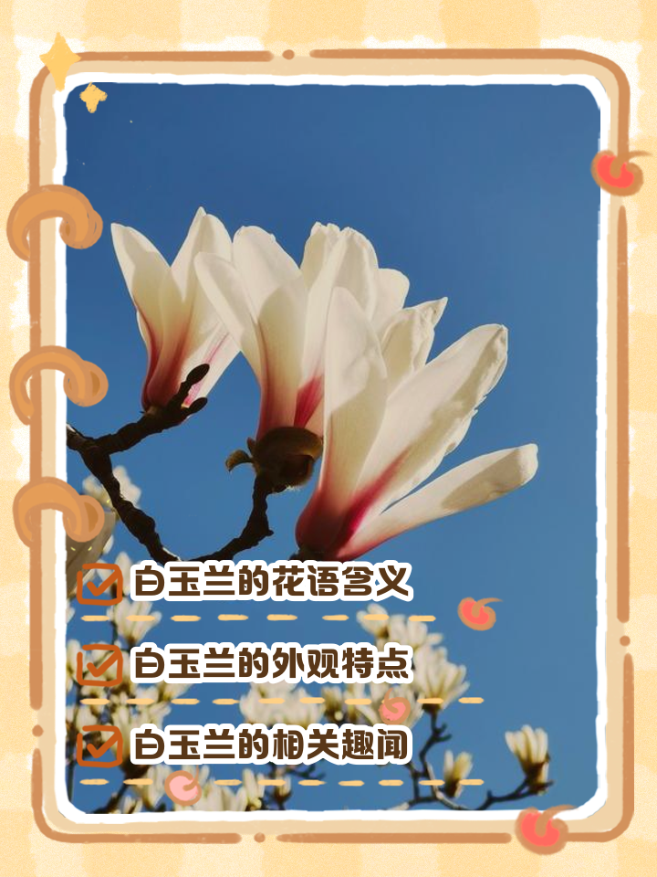 周公解梦玉兰花 原版周公解梦梦见玉兰花开