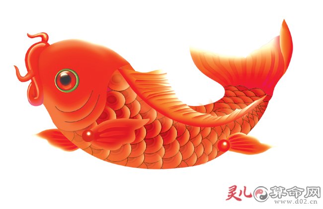 周公解梦鲤鱼 梦见鲤鱼是什么预兆女性解梦