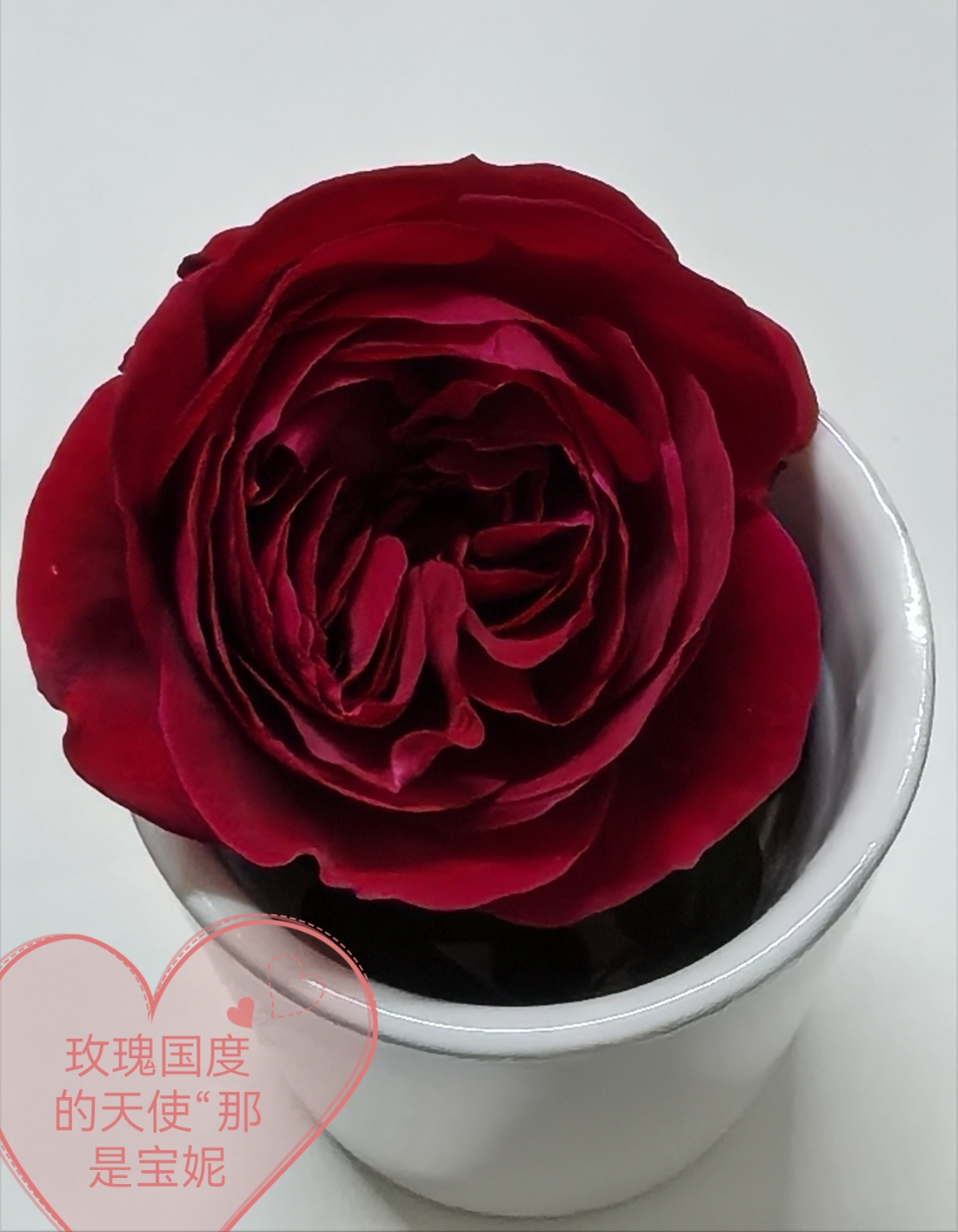 解梦玫瑰 女人梦见玫瑰花发横财 解梦玫瑰 女人梦见玫瑰花发横财