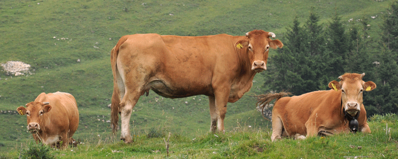 周公解梦别人杀牛 梦见杀牛周公解梦原版 周公解梦别人杀牛 梦见杀牛周公解梦原版