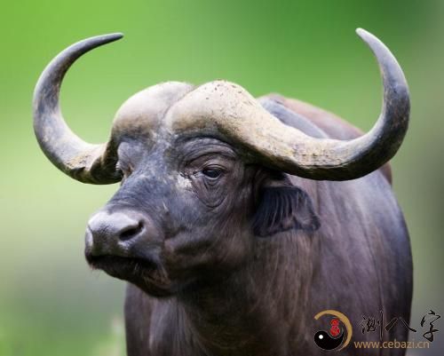 周公解梦别人杀牛 梦见杀牛周公解梦原版 周公解梦别人杀牛 梦见杀牛周公解梦原版