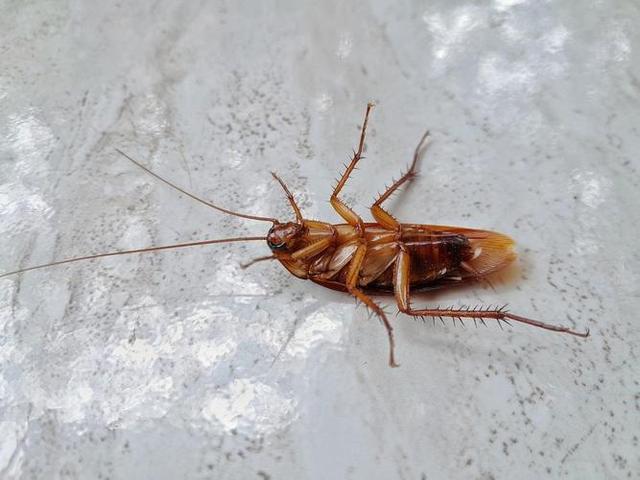 蟑螂周公解梦 女人梦见蟑螂七大预兆