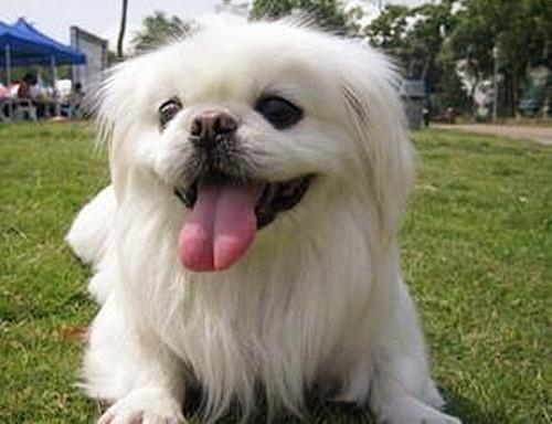 周公解梦2345原版生活 周公免费解梦大全查询梦2345原版