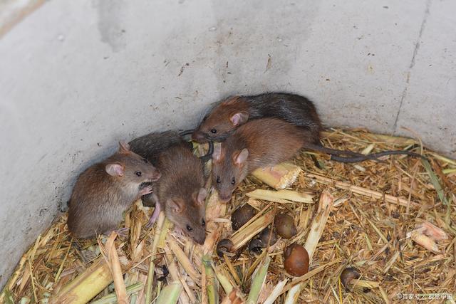 周公解梦老鼠 周公解梦老鼠原版