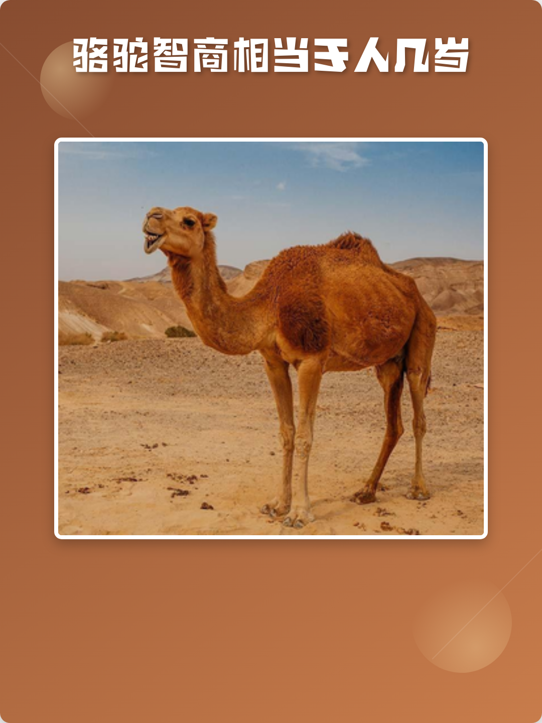 周公解梦骆驼 周公解梦梦到骆驼是什么意思