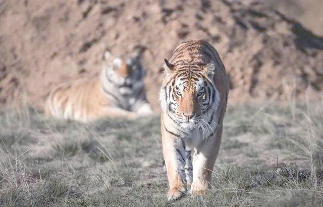 周公解梦见老虎 梦见小老虎是仙家托梦吗