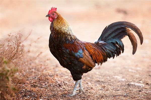 周公解梦放风筝 周公解梦放风筝飞得很高