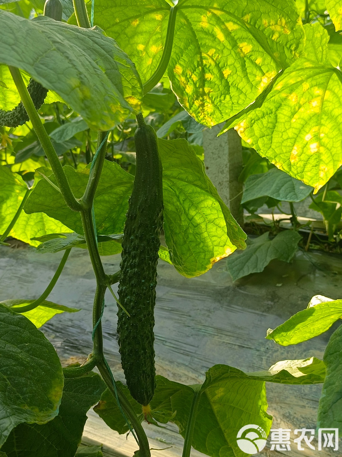 周公解梦摘黄瓜 周公解梦梦见黄瓜