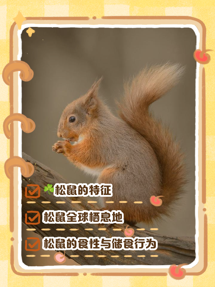 周公解梦松鼠 下载周公解梦破解大全 周公解梦松鼠 下载周公解梦破解大全