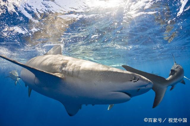 周公解梦鲨鱼 女人梦到鲨鱼和水预示着什么