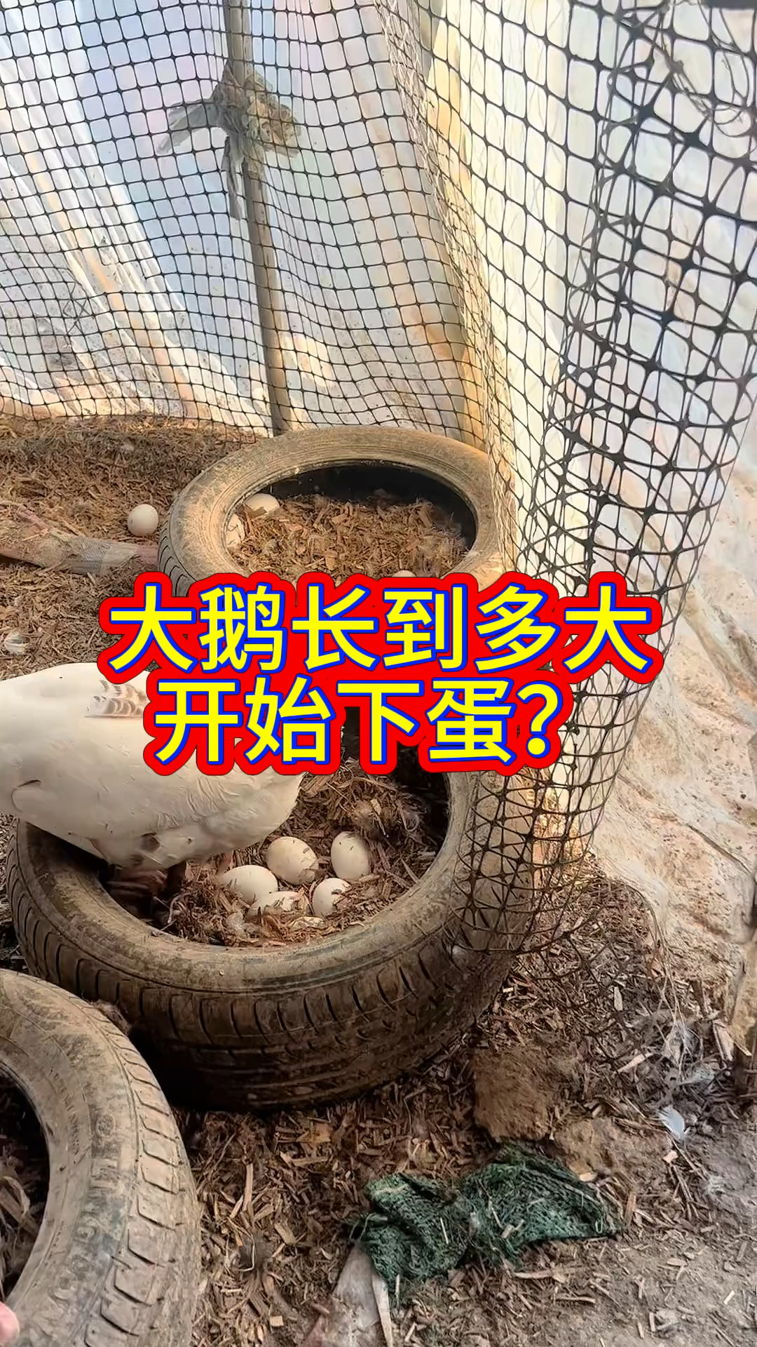 梦到鹅下蛋周公解梦 梦见鹅下蛋预示着什么 梦到鹅下蛋周公解梦 梦见鹅下蛋预示着什么