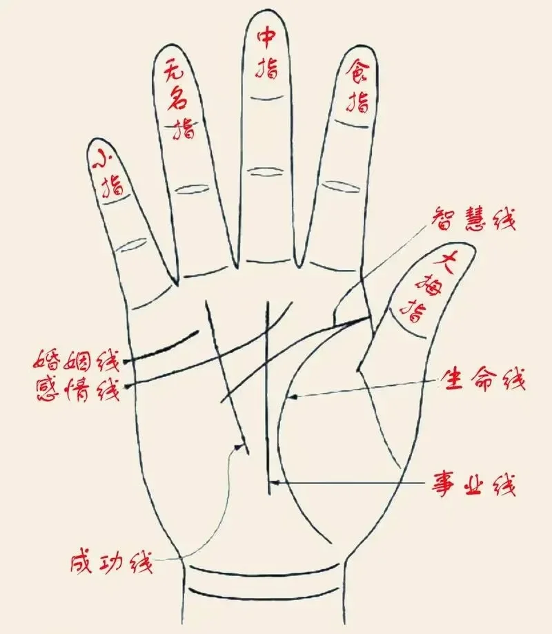 看手心算命 查手相看命运拍照