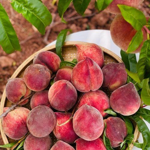 周公解梦摘桃子 女人梦到桃子挂满枝头