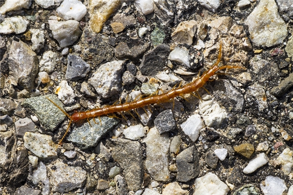 周公解梦蜈蚣 梦见蜈蚣是怎么回事周公解梦