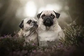 原版周公解梦抬死人 梦到抬死人有什么兆头