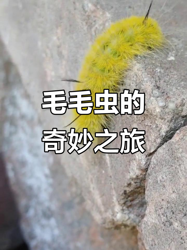 周公解梦毛毛虫爬身上 女人梦到毛毛虫在身上爬