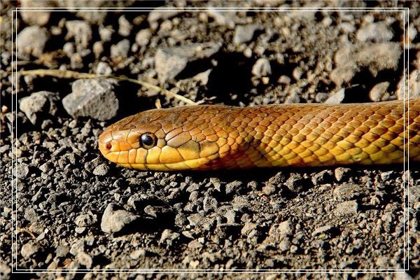 周公解梦大全免费版解梦蛇 周公解梦全解免费完整版怎么下载 周公解梦大全免费版解梦蛇 周公解梦全解免费完整版怎么下载