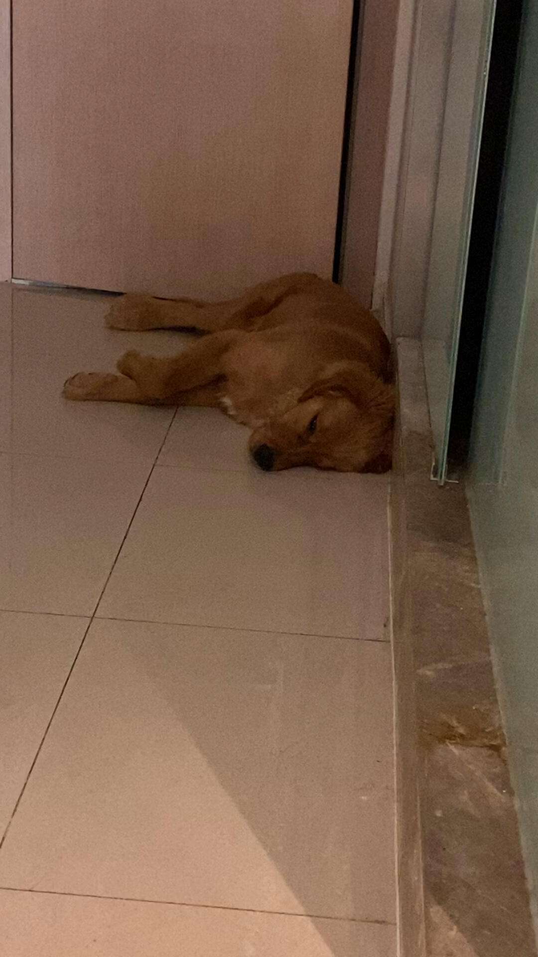 周公解梦手机被偷 梦见手机被偷的5大预兆