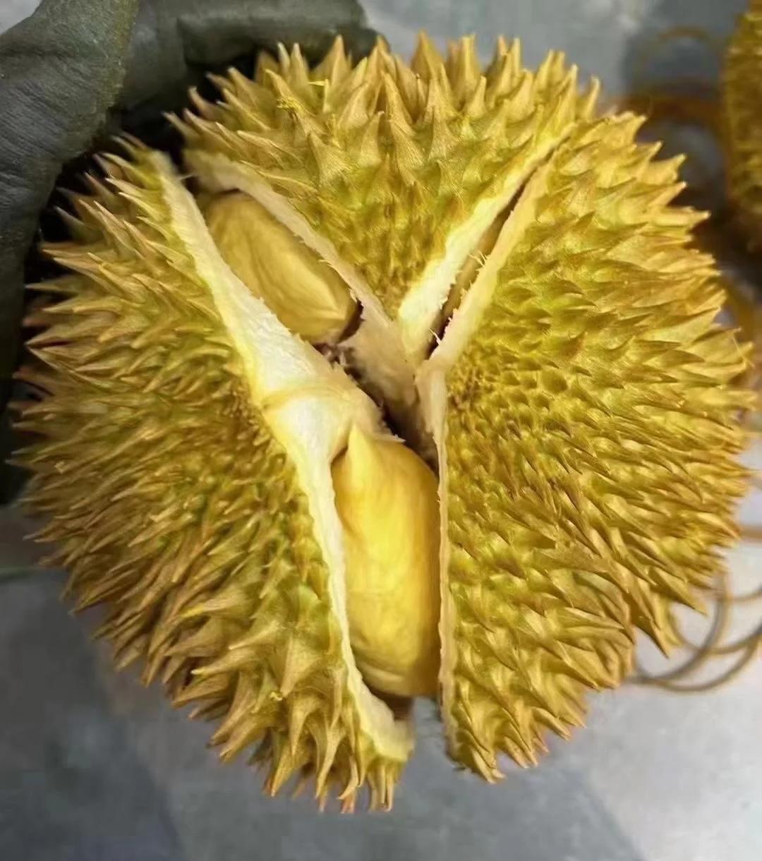 周公解梦榴莲 梦见榴莲是胎梦吗 周公解梦榴莲 梦见榴莲是胎梦吗