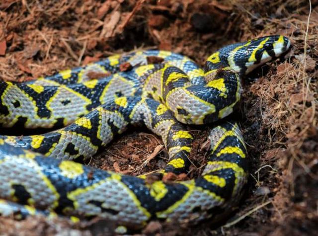 周公解梦蛇绕脖子 周公解梦蛇代表什么