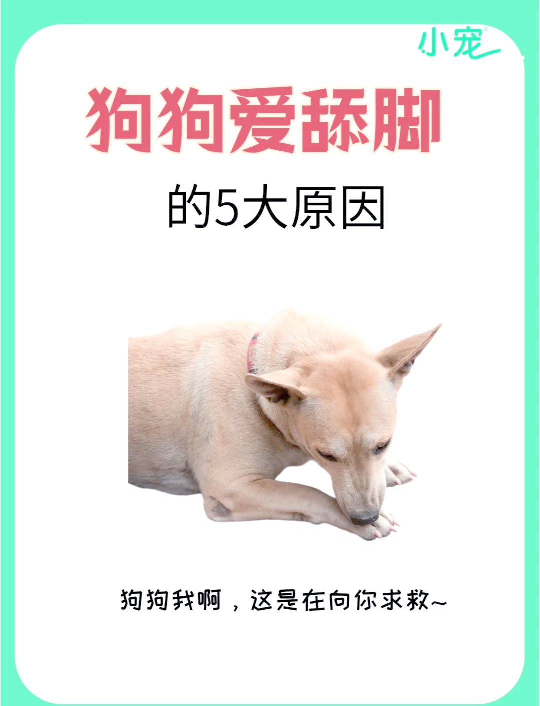 周公解梦狗咬脚 女人梦到狗咬脚要警惕