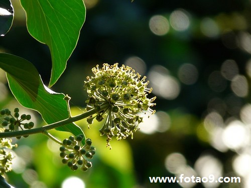 沸滔解梦 沸滔解梦梦见一大盆米饭拌肉