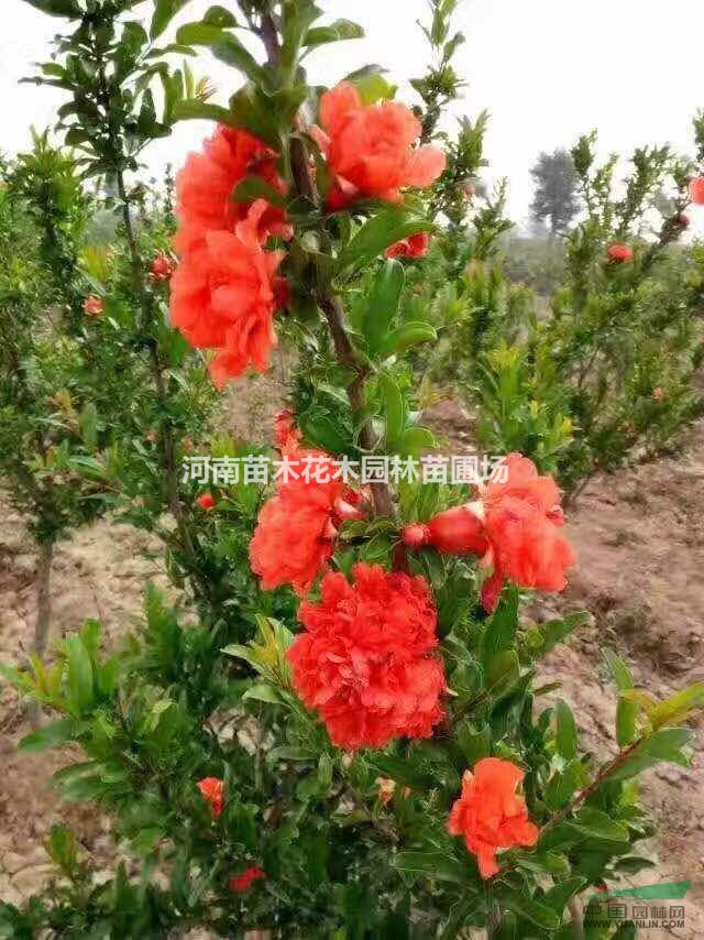 石榴木命理解析 石榴木命是什么意思这个命好不好