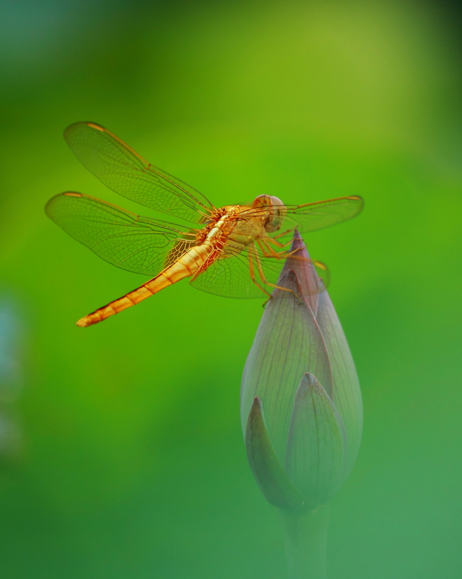 周公解梦蜻蜓 周公解梦大全官网查询
