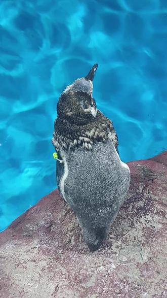 周公解梦企鹅 梦到企鹅和水预示着什么