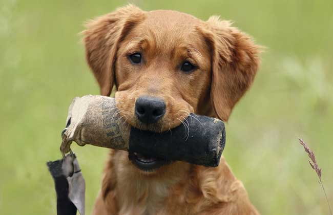 周公解梦被自家狗咬 梦到被自家狗咬了有什么预兆