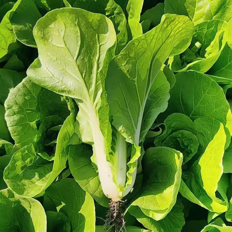 梦到白菜周公解梦 周公解梦白菜的寓意