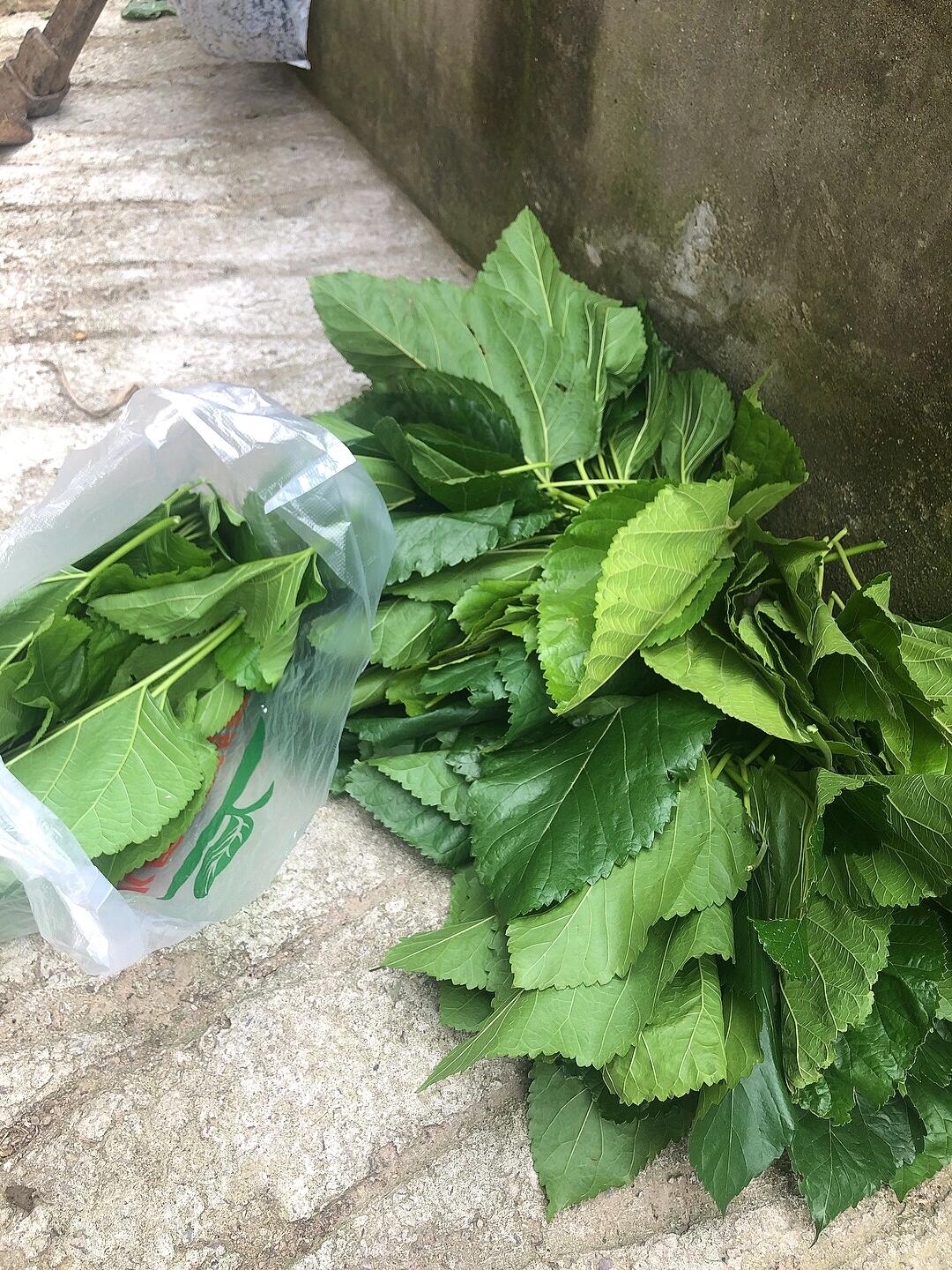 周公解梦蚕 周公解梦参加教练随意杀人的拉练