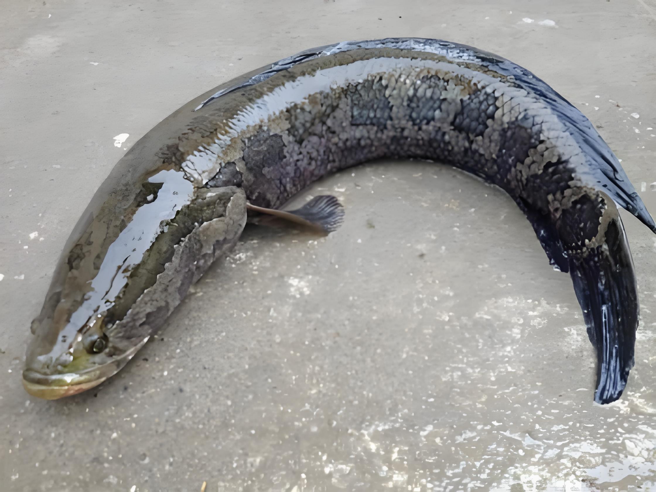 周公解梦黑鱼水中游 女人梦见黑鱼是吉兆吗