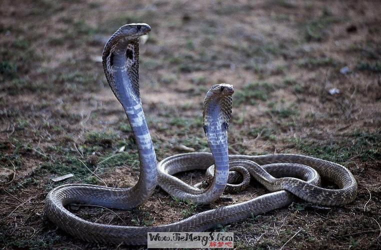 周公解梦被蛇咬腿 周公解梦被蛇咬是什么兆头