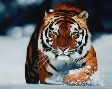 梦到被围殴周公解梦 做梦被群殴是什么征兆